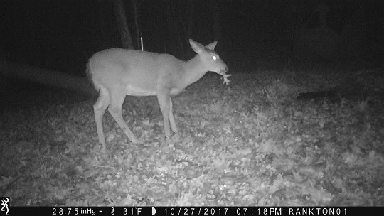 IMG_0722 2017 - East End. The food planted is working.