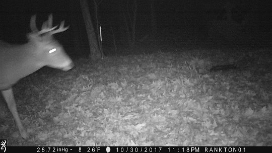 IMG_1038 2017 - East End. Young six point