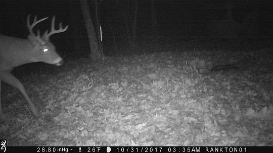 IMG_1047 2017 - East End. Mature eight point