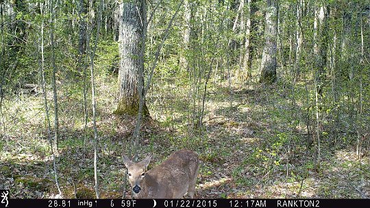 IMG_0006 2017 - Deep pines RW road. The deer even saw the elevated cameras