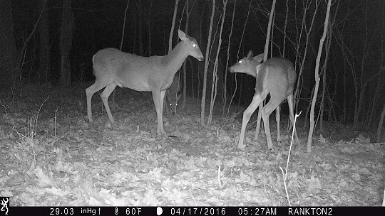 IMG_0181 2016 - Gathering at the mineral lick