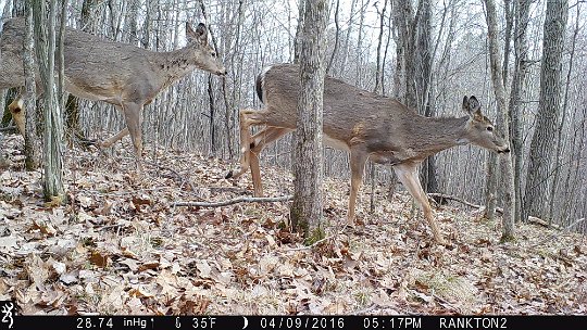 IMG_0335 2016 - Winter coats coming off, a little thin from the winter, but looking pretty good