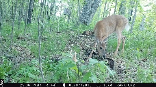 IMG_0344 2015 - May antlers coming nicely. LLR stand in background