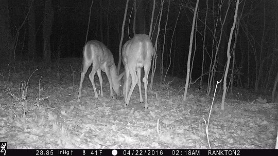 IMG_0642 2016 - Mineral lick near LLR stand