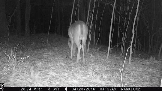 IMG_1145 2016 - Mineral lick near LLR stand