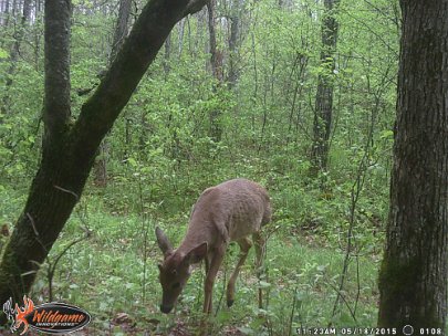 WGI_0108 2015 - Road to RW stand. Courtesy RW cameras