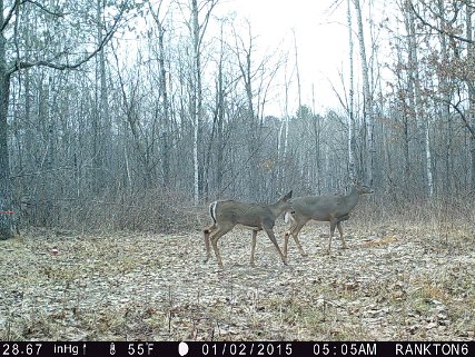 2020 + older - Deer - Spring