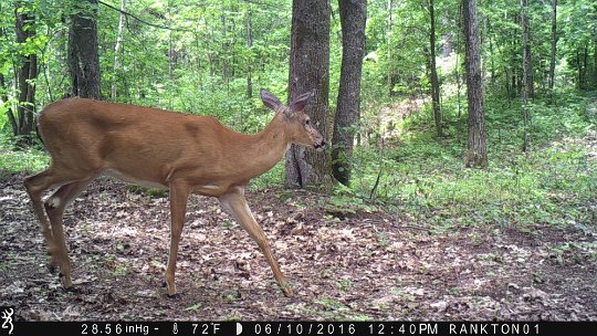 IMG_0162 2016 - East end deer before the food plot