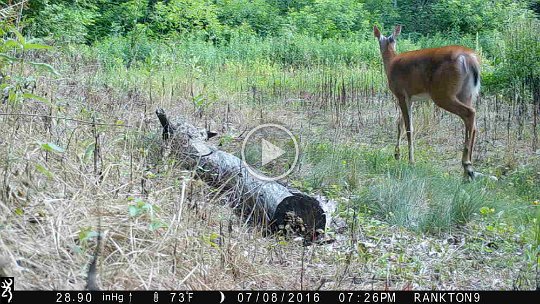 IMG_0291 2016 - Doe with striped ears #1