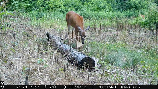 IMG_0293 2016 - Doe without striped ears #1