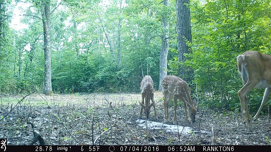 IMG_0428 2016 - At the mineral lick with mom.The food plot has been prepped