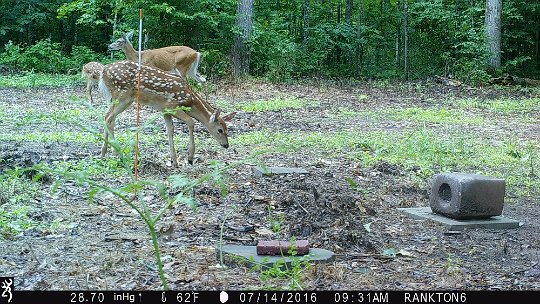 IMG_0440 2016 - Oak Mdw. Twin fawns with mom. Candy apple and a typical mineral lick. The marker top is waist high.