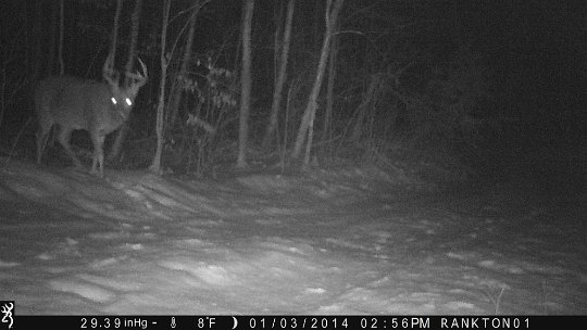 IMG_0889 2014 - East End Road. We still get to see this buck after the 2016 firearms season. We are able to watch his genetics in the next two generations. Black rim on...