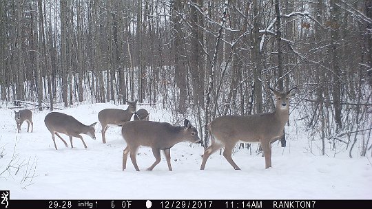 IMG_0217 2017 - Roy's loop. Sic does this year, hardly any the next fall. What happened? Roy thinks wolves. We've seen mostly bears, then coyotes, followed by bobcat.