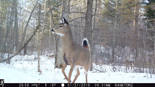 IMG_0235 2019 - Spooked deer. Unknown source