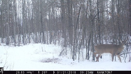 IMG_0901 2017 - Roy's loop. Nice buck still watching over his harem.