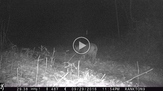 IMG_0060 2016 - Cabin MDW, bobcat doing his thing - #1