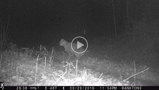 IMG_0061 2016 - Cabin MDW, bobcat doing his thing - #2