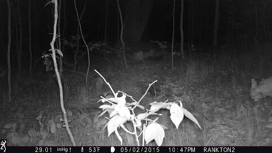 IMG_0199 2015 - Bobcat? DNR thinks so - #4