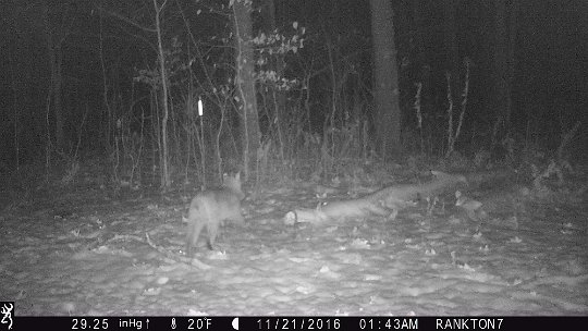 IMG_0298 2016 - Bobcat with catch, widowmaker corner