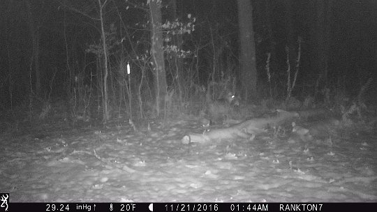 IMG_0302 2016 - Bobcat with catch, widowmaker corner