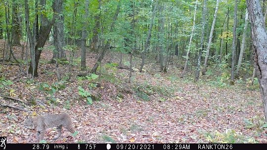 Bobcat grey w few spots