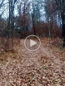 Dog_Leg_corner_scrapes 2016 - Dog Leg food plot scrapes