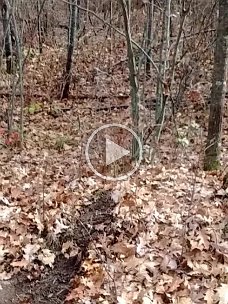 Dog_Leg_food_plot_scrapes 2016 - Dog Leg food plot scrapes