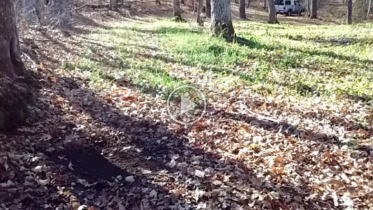 EE_scrapes_pano_22-Oct_2016 2016 - Recent scrape after mulcing and seeds are beginning to grow