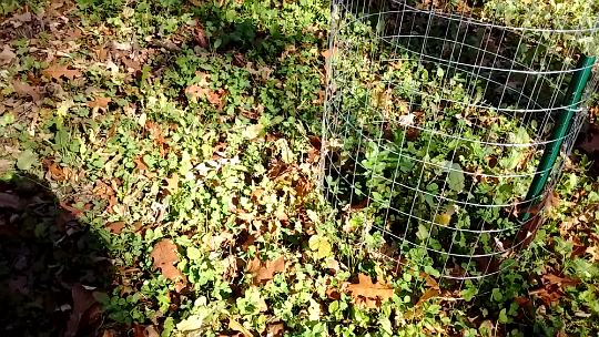 Snapshot_3 2016 - Plants outside control fence are eaten shorter