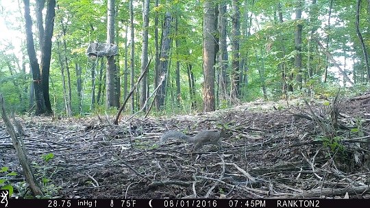 IMG_0049 LL Stand food plot. Post forestry mulcher. Some stand maintenance to do