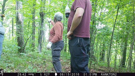 IMG_0755 2016 - LL stand food plot