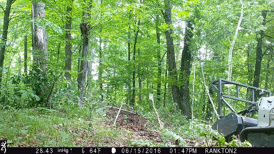 IMG_0806 2016 - LL stand food plot