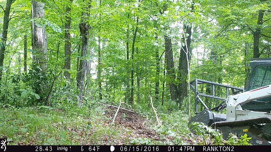 IMG_0807 2016 - LL stand food plot