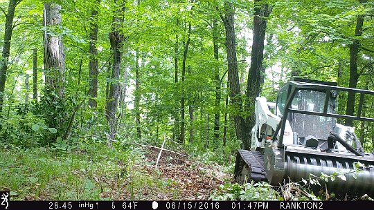 IMG_0817 2016 - LL stand food plot