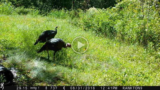 IMG_0144 2016 - Turkey, cabin meadow