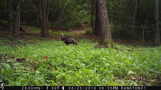 IMG_0247 2016 - Sharing the East end food plot