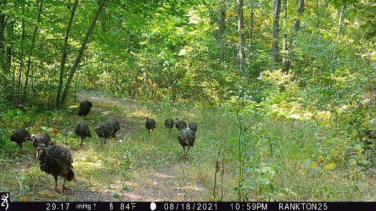 hens w poults