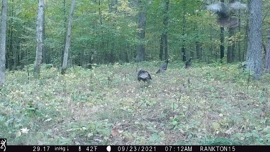 turkeys coming down from roost