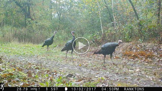 IMG_0017 2017 - Cabin mdw. Out for a walk.