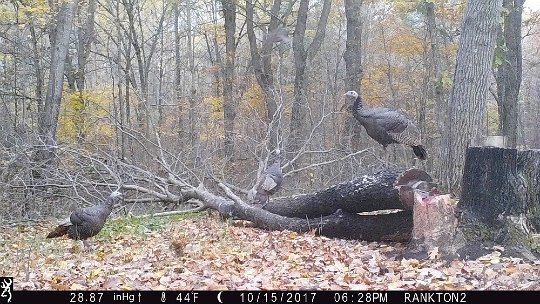 IMG_0662 2017 - LLR stand. Several turkeys leaving to roost. One in flight at top, center flying.