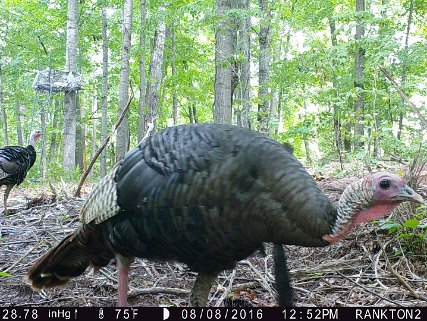 2016 - Turkey Fall