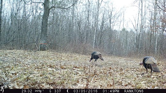 IMG_0205_Acorn 2016 - Oak meadow