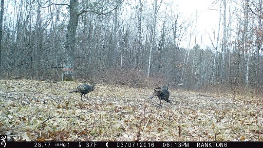 IMG_0468_Acorn 2016 - Oak meadow