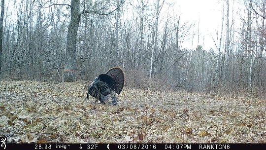 IMG_0477_Acorn 2016 - Oak meadow