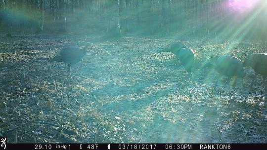 IMG_0142 2017 - Five Toms in the Oak MDW