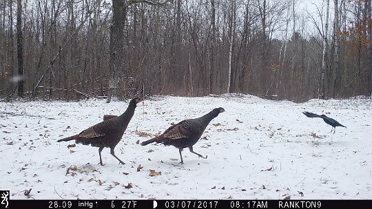 IMG_0748 2017 - Turkey hens chasing off a smaller bird