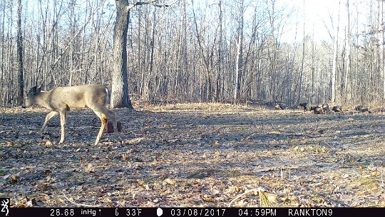 IMG_1261 2017 - Several deer and small flock that wandered down the east road