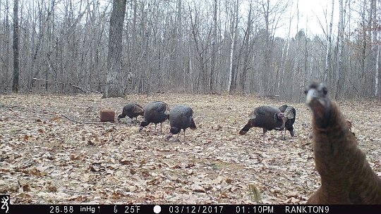 IMG_2440 2017 - Up close and personal. Oak meadow