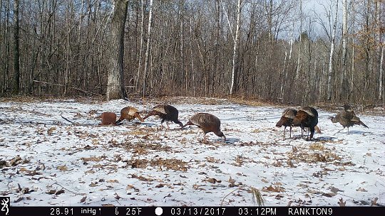 IMG_2815 2017 - Turkeys eating at the mineral block too